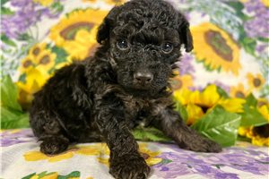 Rococo - Miniature Poodle for sale
