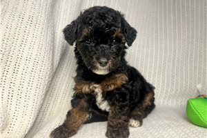 Benny - Miniature Poodle for sale