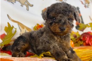 Samantha - puppy for sale