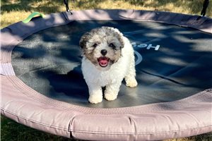 Winnie - Poodle, Miniature for sale