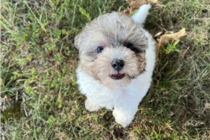 Winnie - Miniature Poodle for sale
