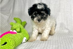 Clyde - Miniature Poodle for sale