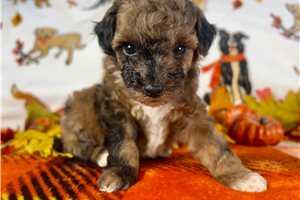 Serena - puppy for sale