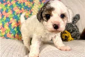 Winston - Miniature Poodle for sale