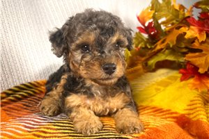 Elwood - Poodle, Miniature for sale