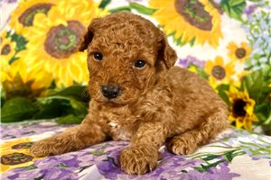 Ridley - puppy for sale