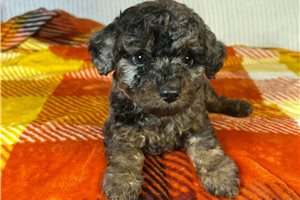 Flora - puppy for sale