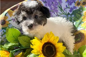 Clyde - Poodle, Miniature for sale