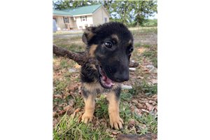 Boyer - German Shepherd for sale