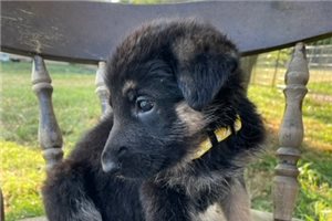 Yippee - German Shepherd for sale