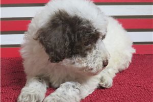 Memphis - puppy for sale