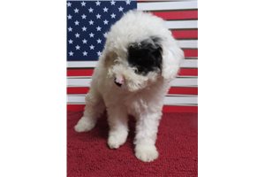 Roger - Toy Poodle for sale