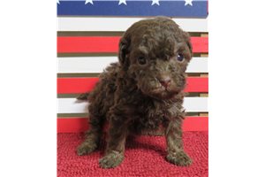 Lettie - puppy for sale