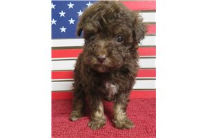 Mocha - puppy for sale