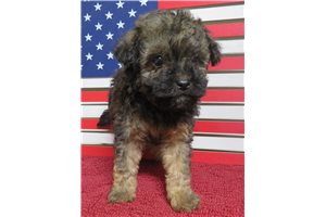 Ralphie - puppy for sale