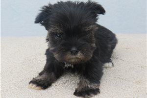 Jairo - Schnauzer, Miniature for sale