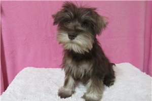 Bimini - Schnauzer, Miniature for sale
