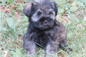 Jess - Schnauzer, Miniature for sale