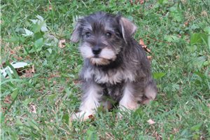 Jennifer - puppy for sale