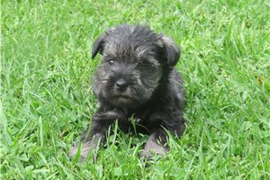 Hector - puppy for sale