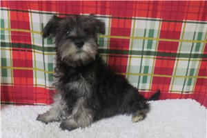 Bennett - Schnauzer, Miniature for sale