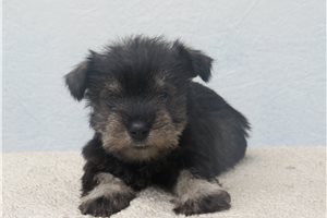 Jake - Schnauzer, Miniature for sale