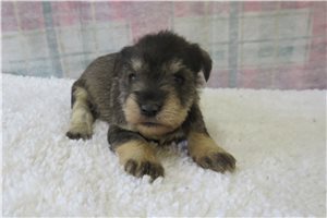 Callie - puppy for sale