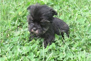 Jairo - puppy for sale