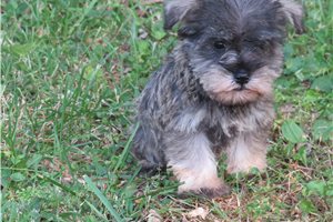 Jenna - Schnauzer, Miniature for sale