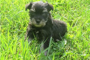 Java - Schnauzer, Miniature for sale
