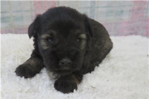Chloe - puppy for sale