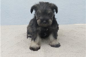 Jazz - Schnauzer, Miniature for sale
