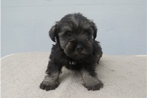 Hector - Schnauzer, Miniature for sale