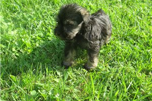 Jayla - puppy for sale