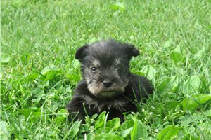Jake - puppy for sale