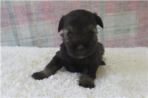 Cory - puppy for sale