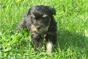 Java - puppy for sale