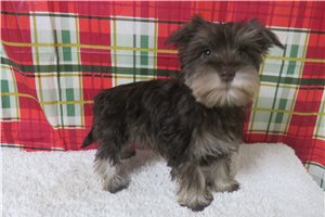 Bindi - Schnauzer, Miniature for sale