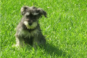 Jennifer - Schnauzer, Miniature for sale