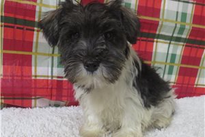 Elijah - Schnauzer, Miniature for sale