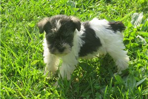 Heather - Schnauzer, Miniature for sale