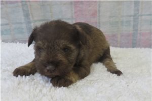 Ciara - Schnauzer, Miniature for sale