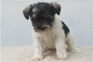 Heather - Schnauzer, Miniature for sale