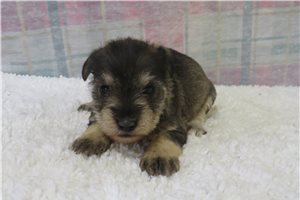 Charlize - puppy for sale