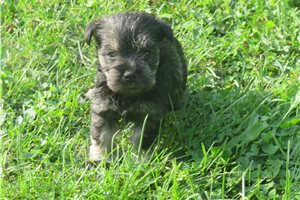 Jazz - Miniature Schnauzer for sale