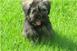 Jess - Schnauzer, Miniature for sale