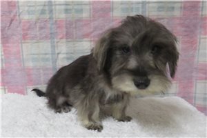 Benny - Schnauzer, Miniature for sale