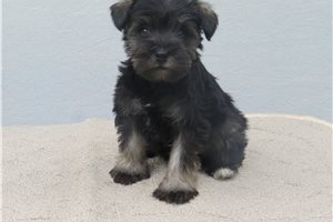 Jayla - Schnauzer, Miniature for sale
