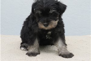 Java - Schnauzer, Miniature for sale