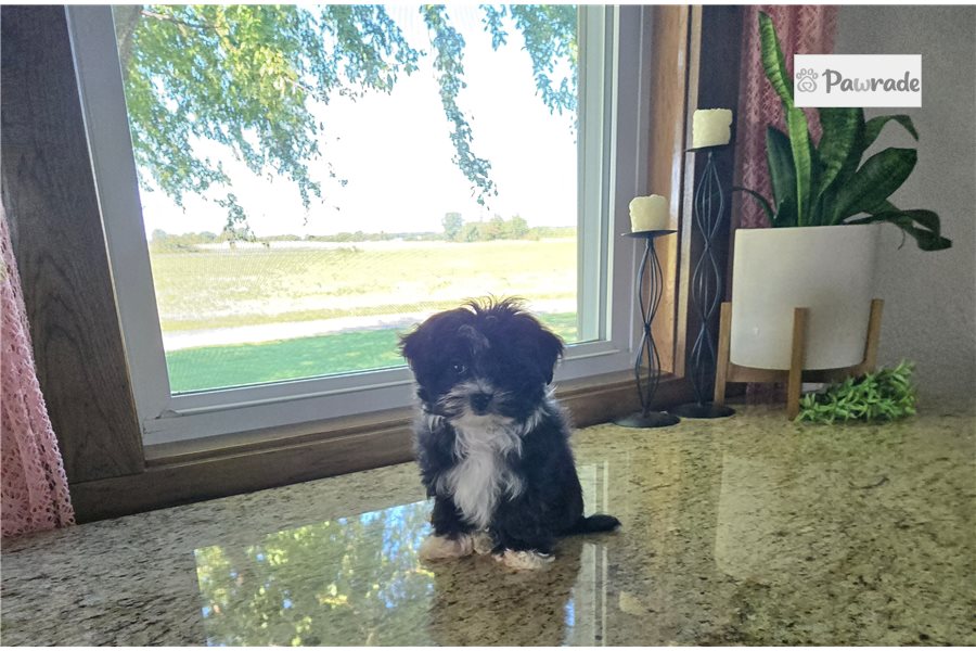 Heidi, female Morkie puppy for sale